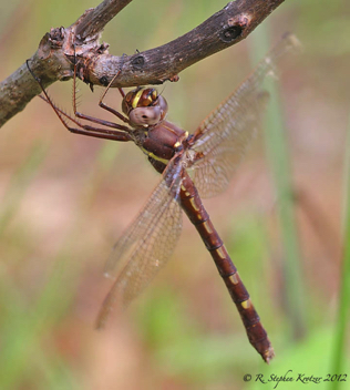 Didymops transversa, female